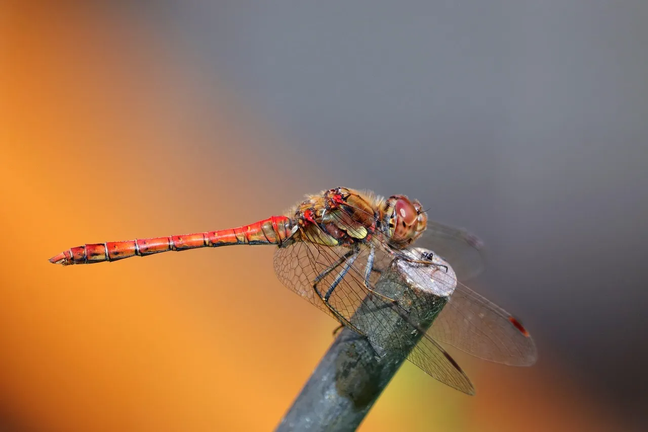 DRAGONFLY